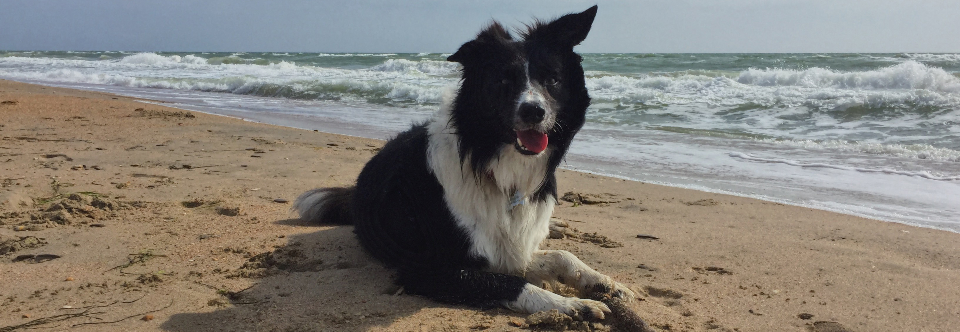 Счастливый пёс на море
