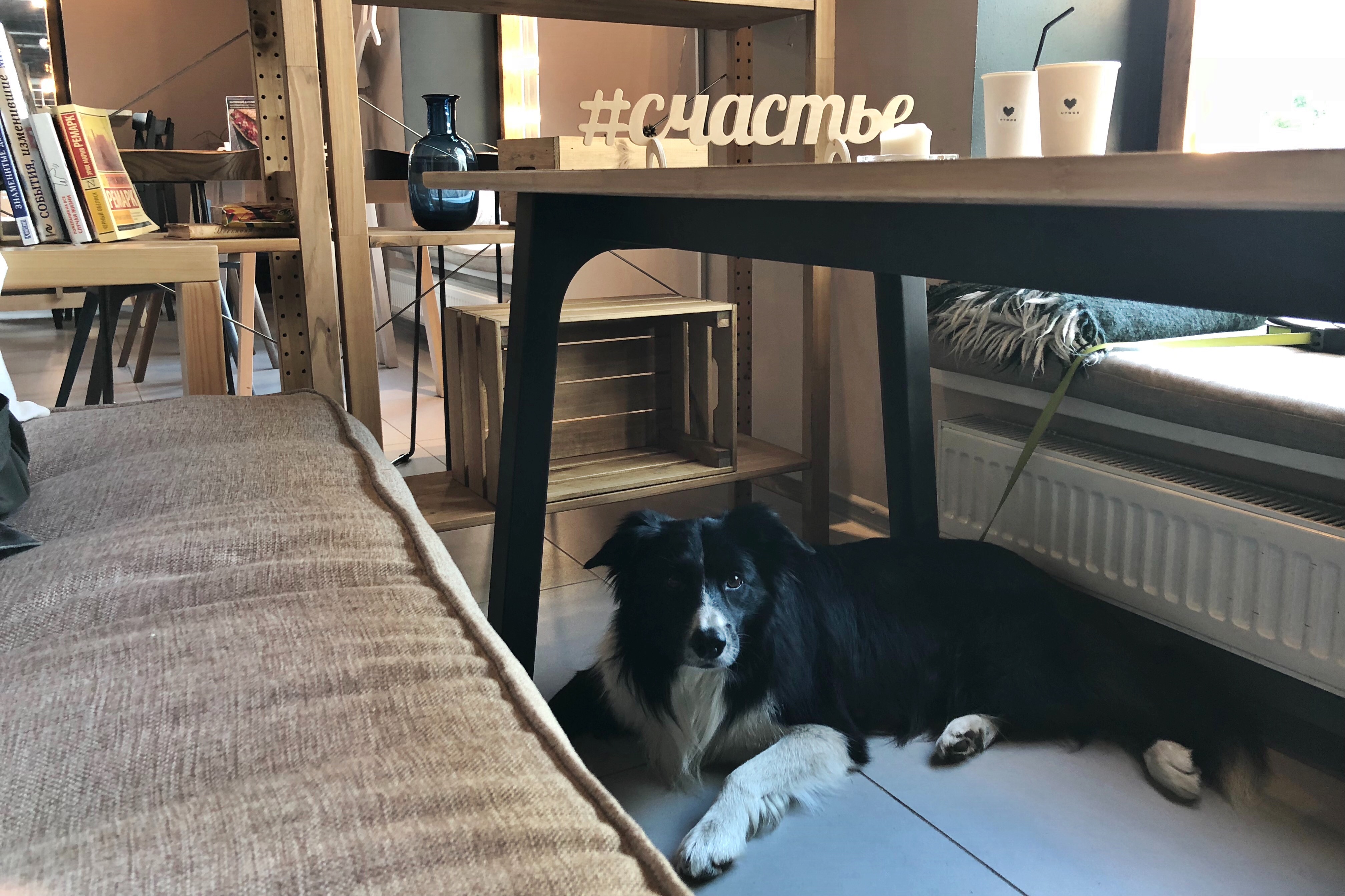 собака в кафе под столом