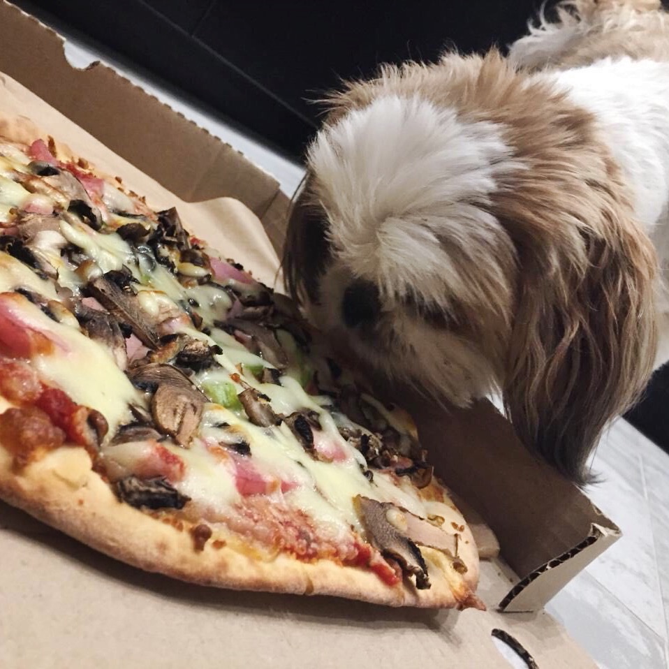 собака и пицца