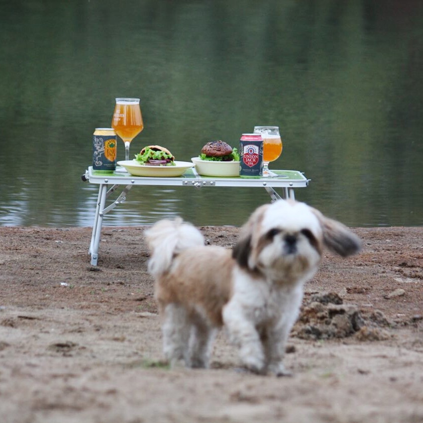собака на пикнике