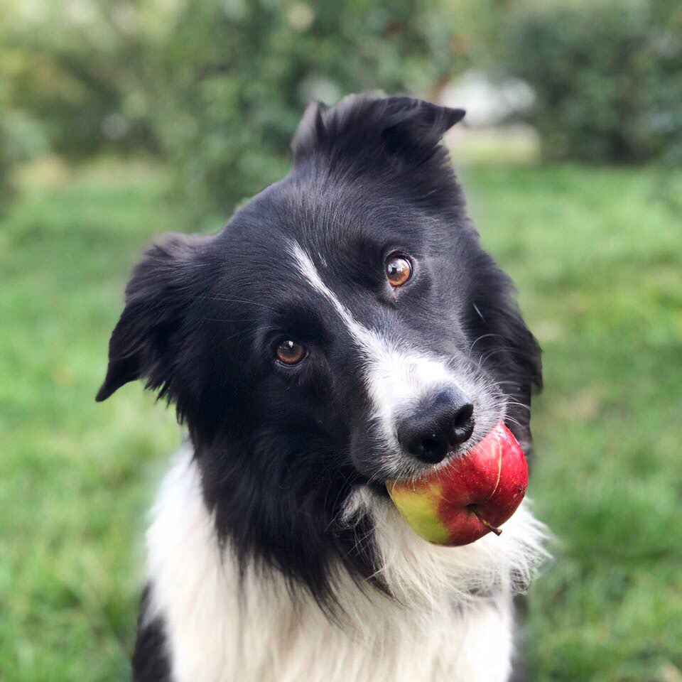 собака с яблоком во рту