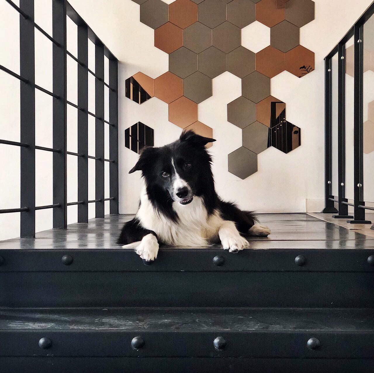 собака на лестнице