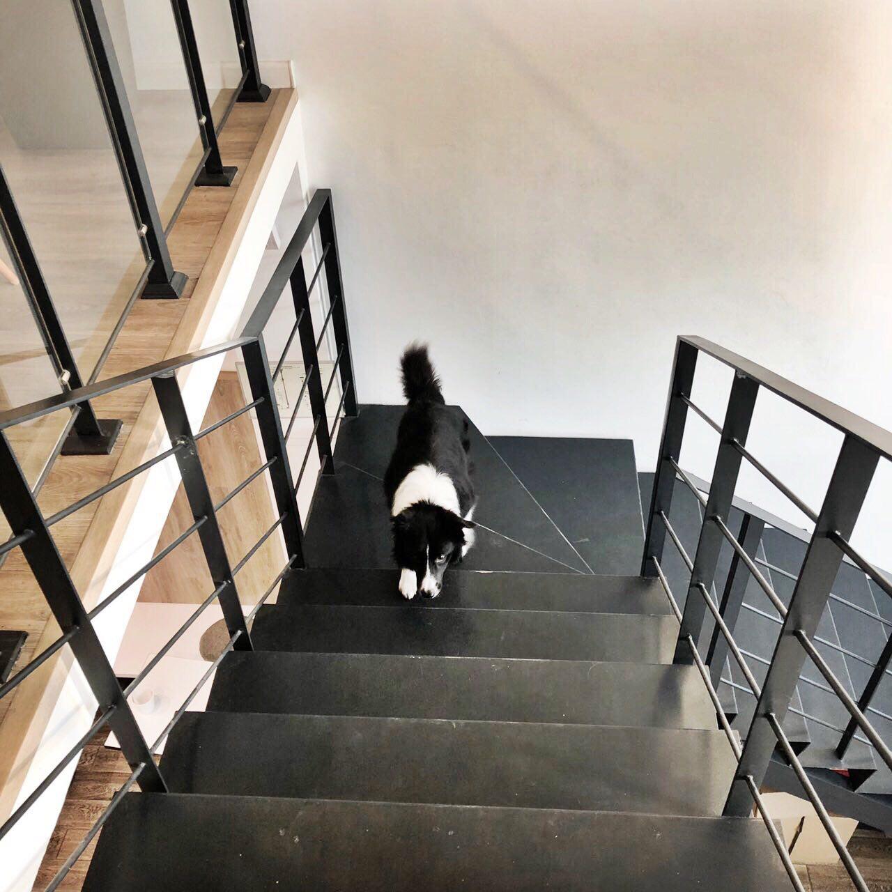 собака поднимается по лестнице