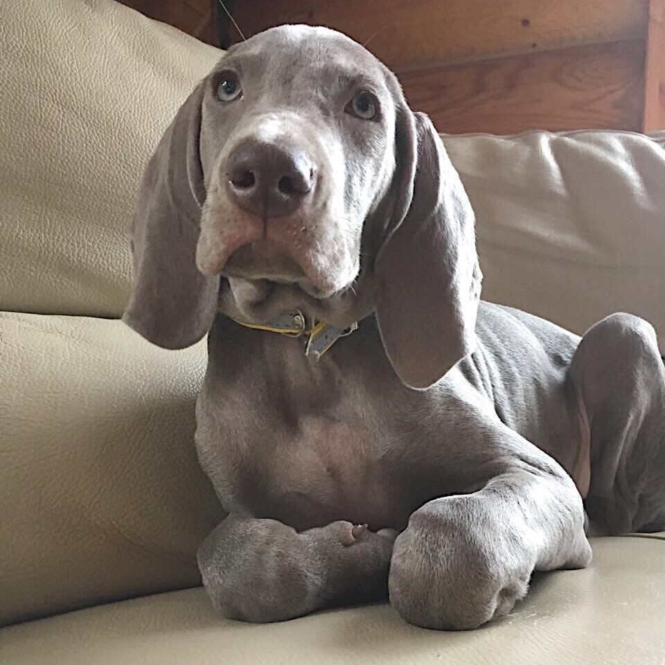 щенок веймаранера на диване