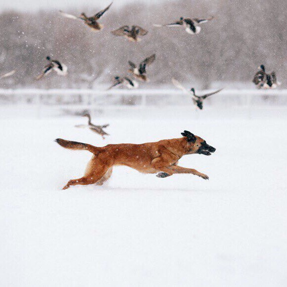 собака бежит по негу на фоне голубей
