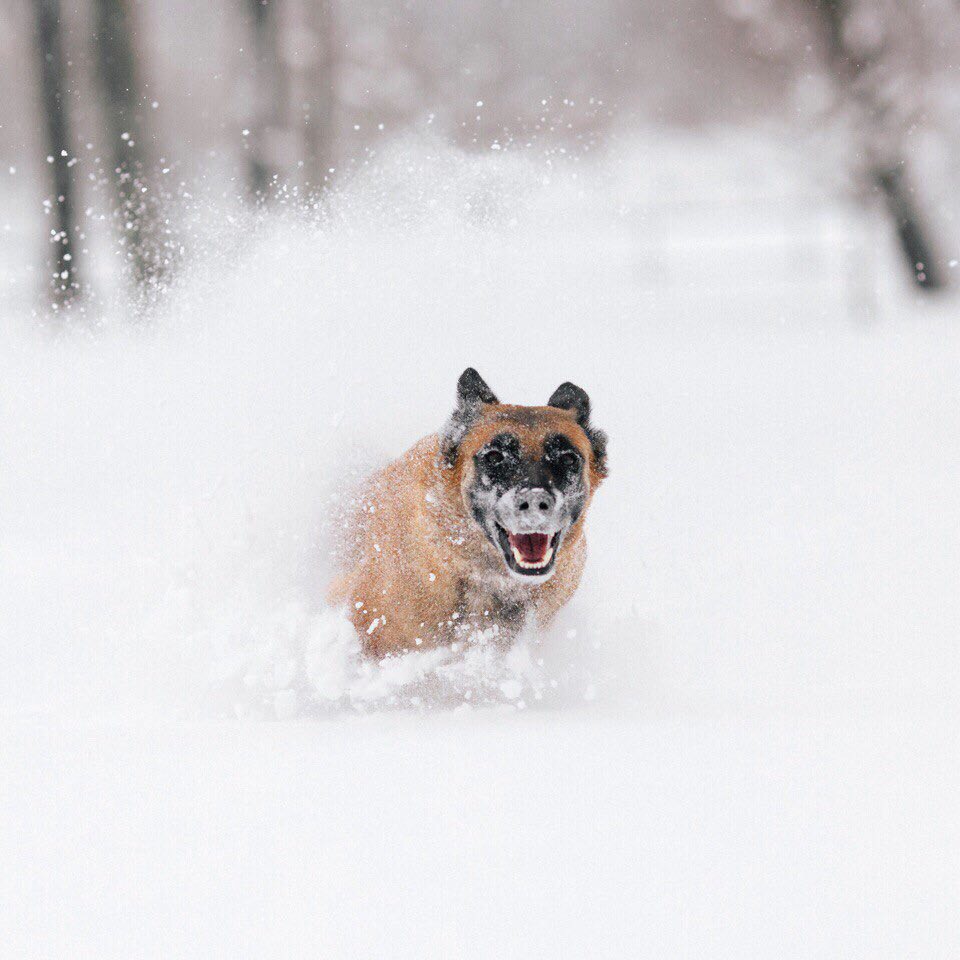 пес в снегу