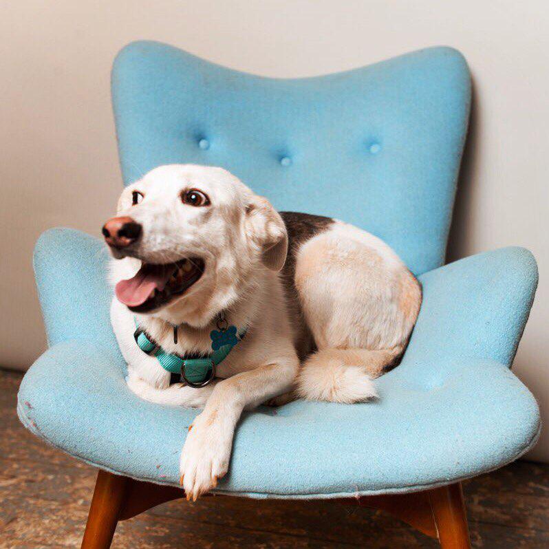 пес лежит на голубом кресле