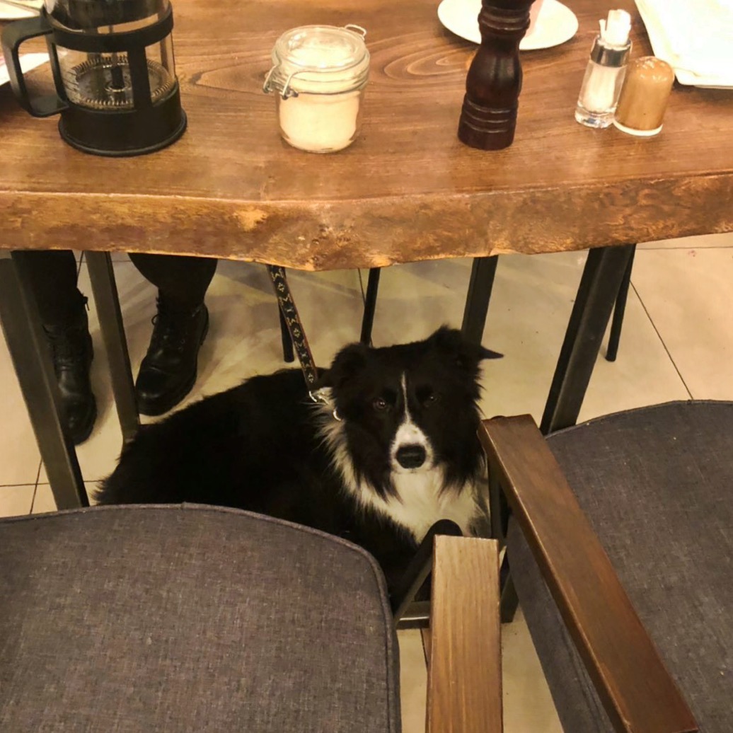 пес под столом в friends forever cafe