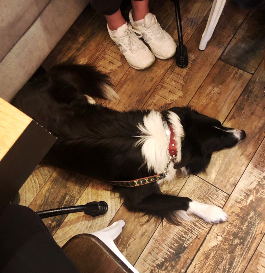собака в breakfast cafe