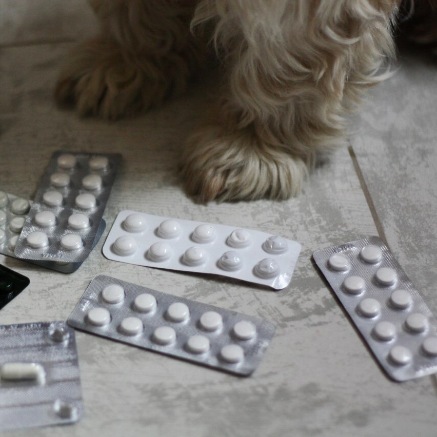 лекарства для собак
