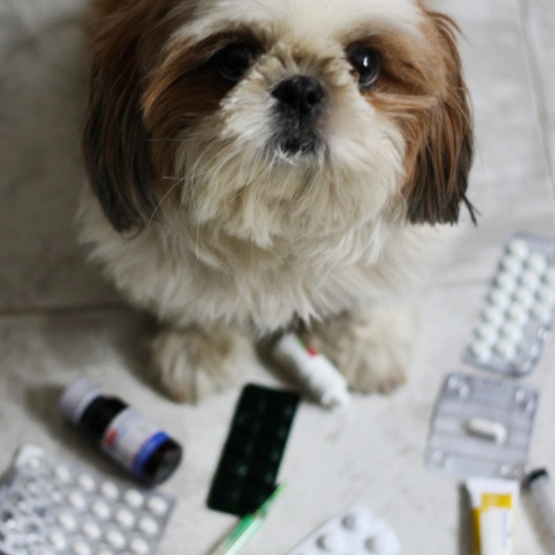 основные лекарства для собак