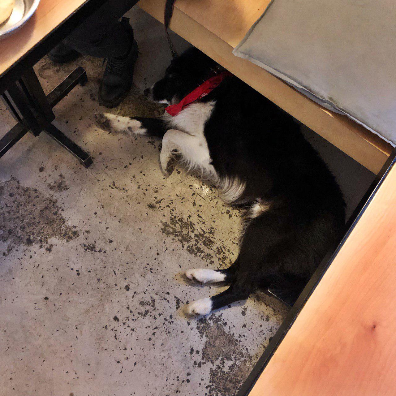 пес лежит на полу в dizengof99
