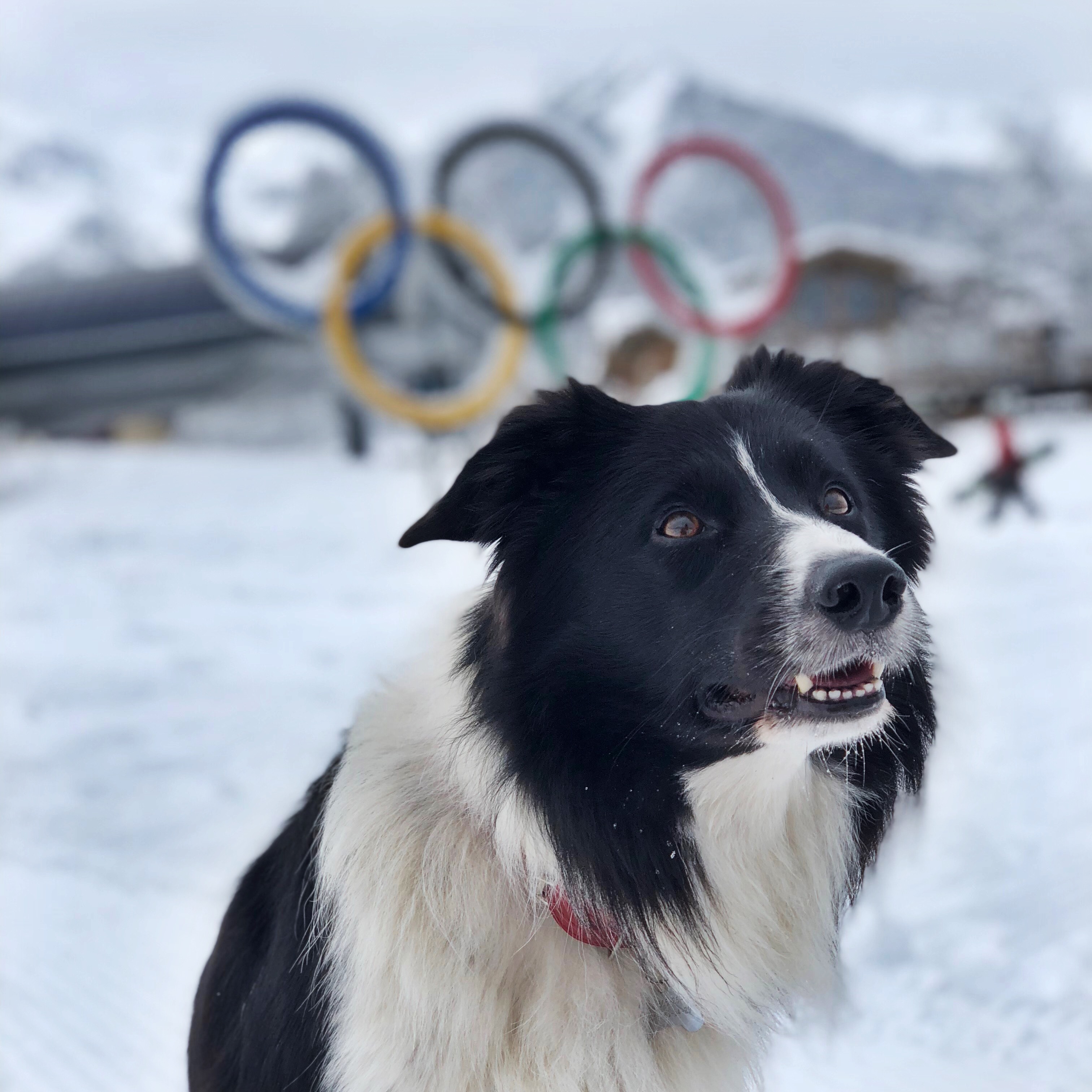 пес на фоне олимпийского знака