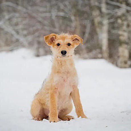 светло-рыжая собака на снегу