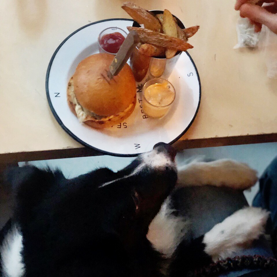 собака и еда