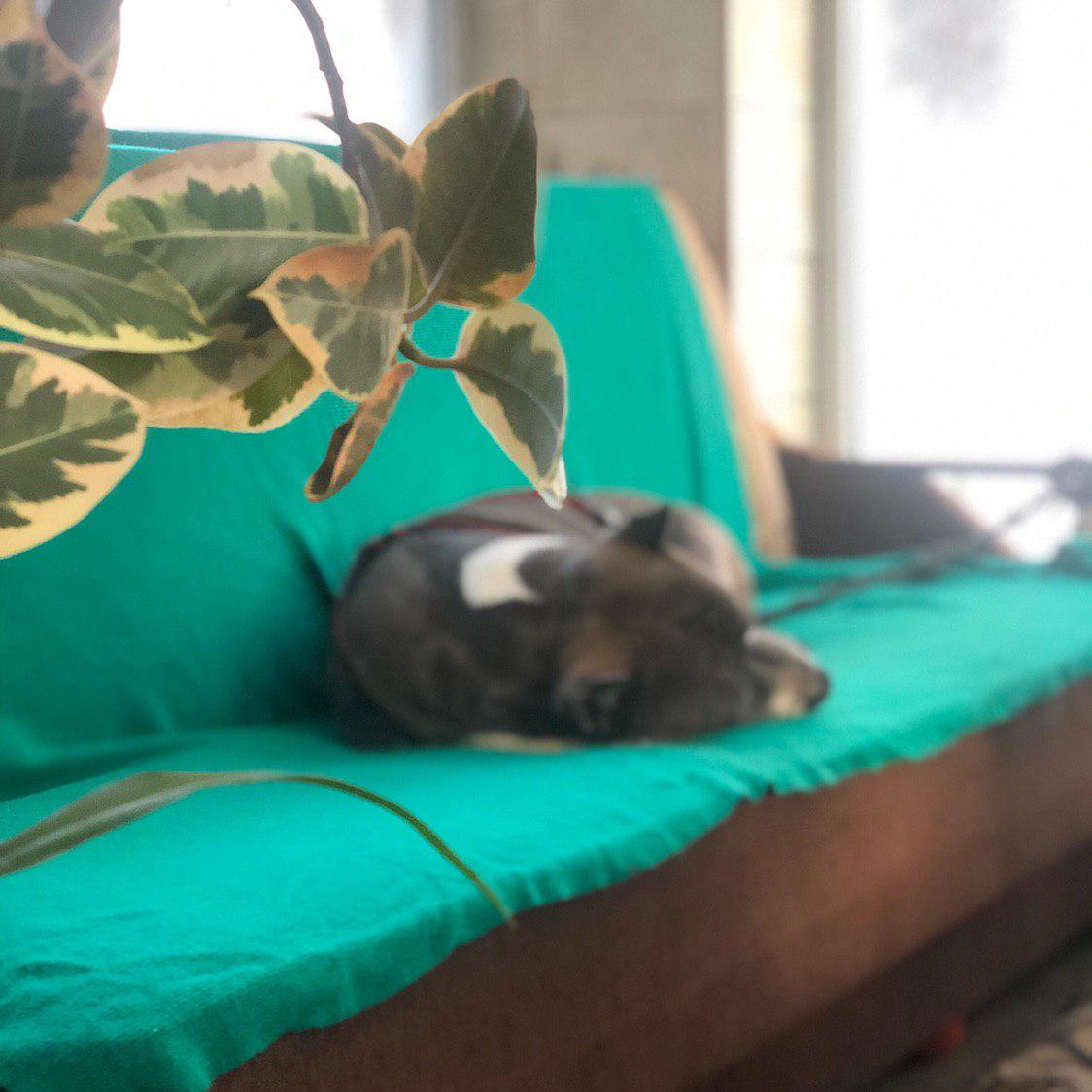 собака спит на диване в приюте