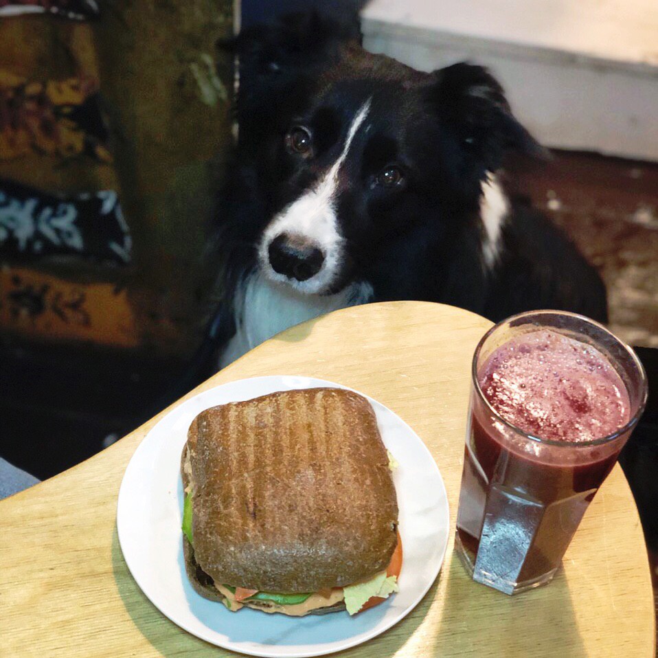 собака и хумус-авокадо сэндвич