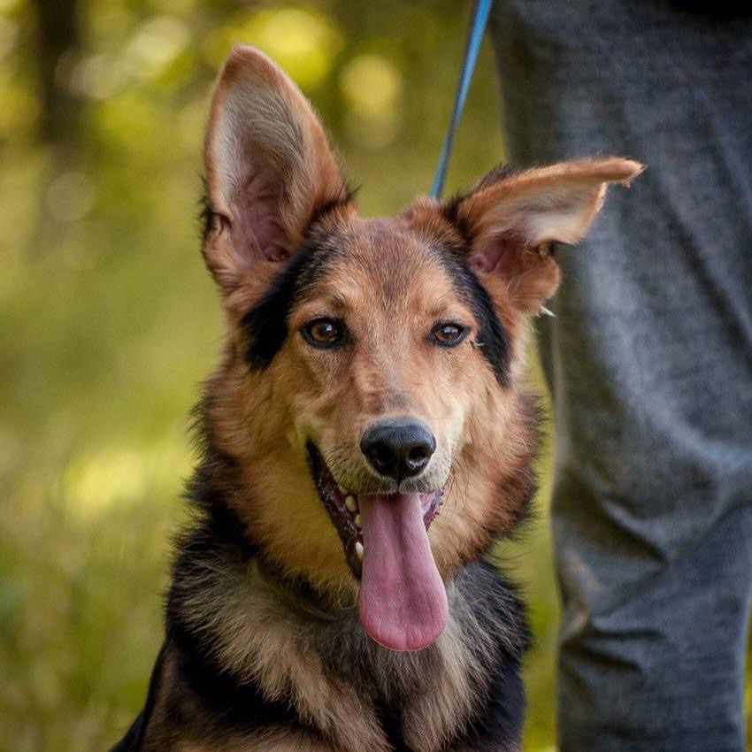 черно-рыжая собака с большими ушами