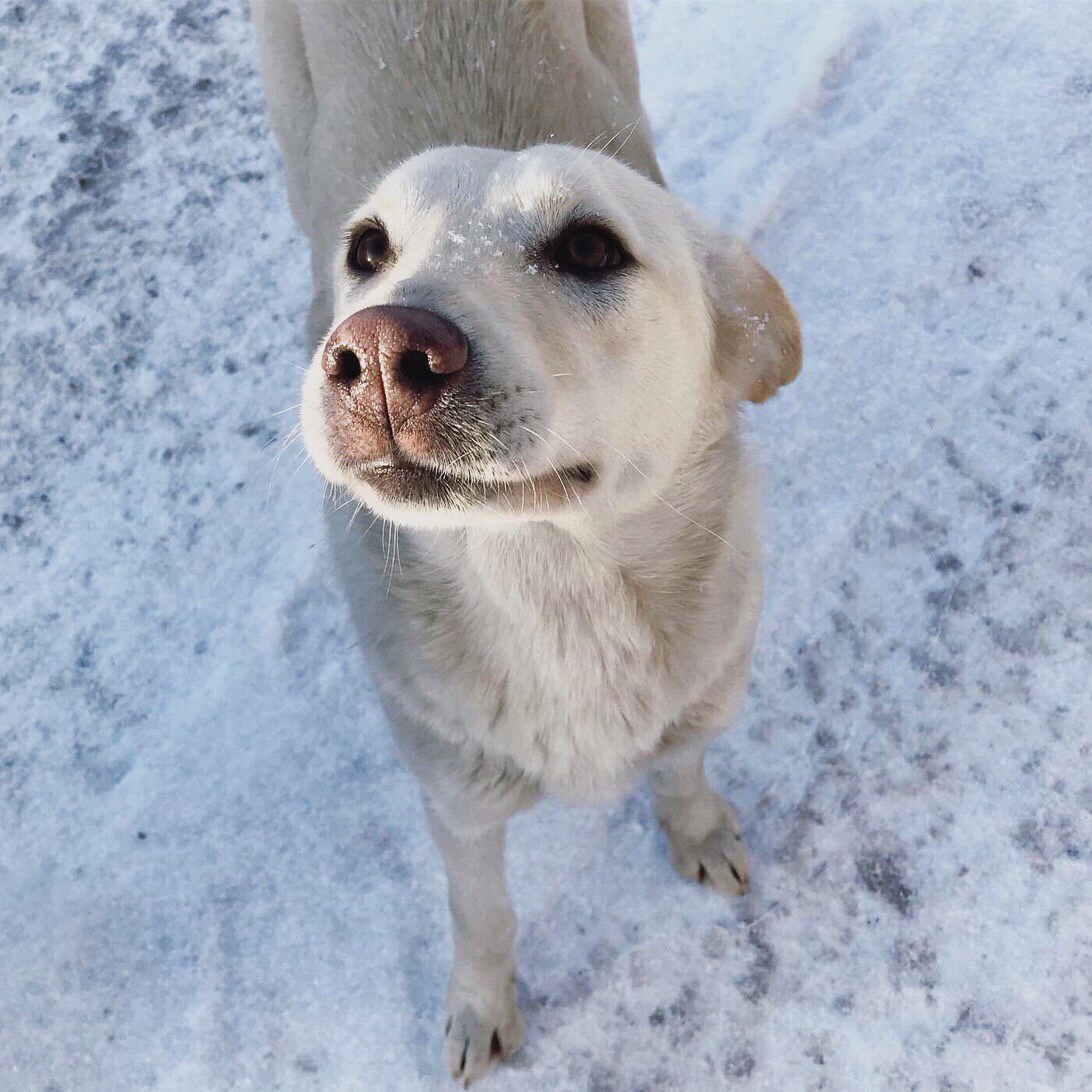 белый пес на фоне снега