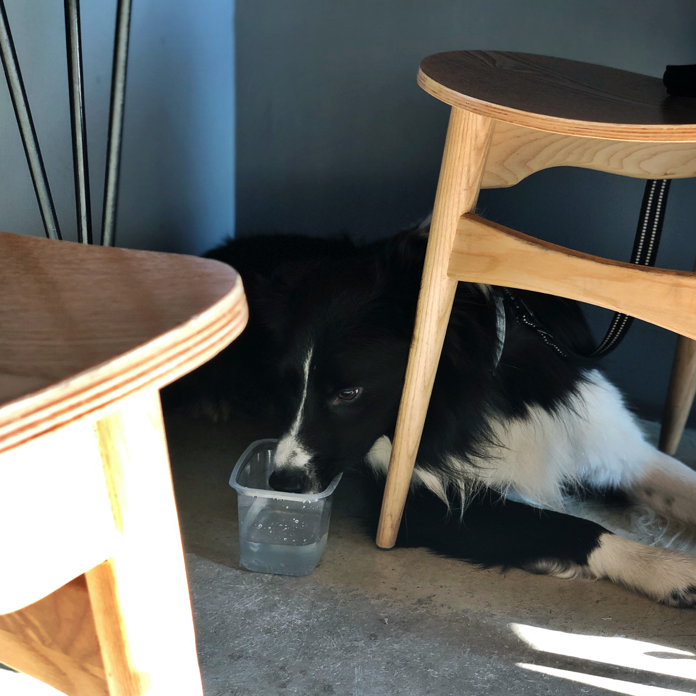 собака под столом