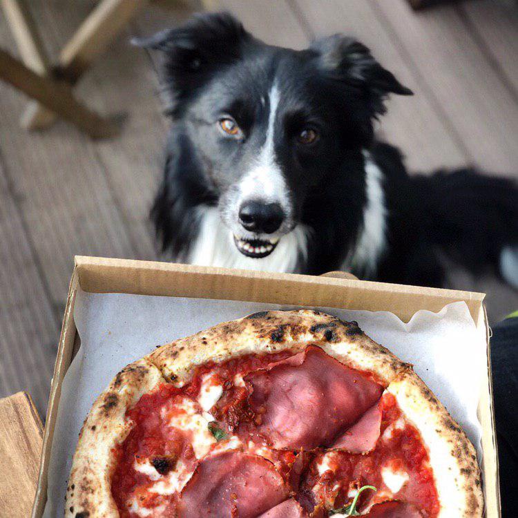 пицца и собака
