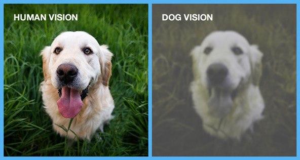 зрение собак
