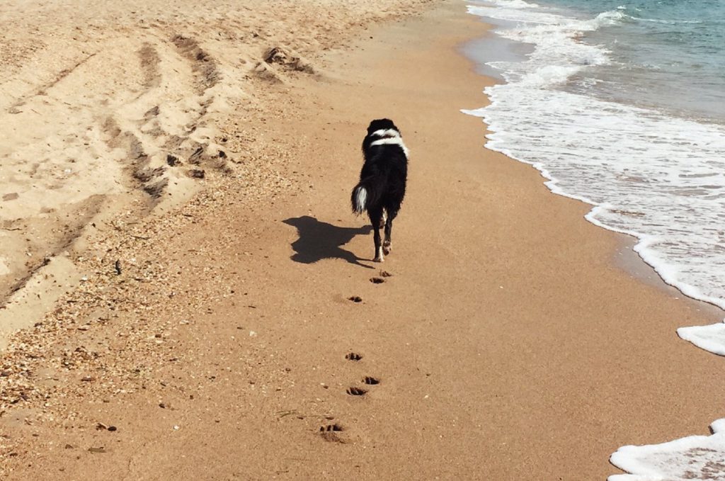 собака идет по берегу моря