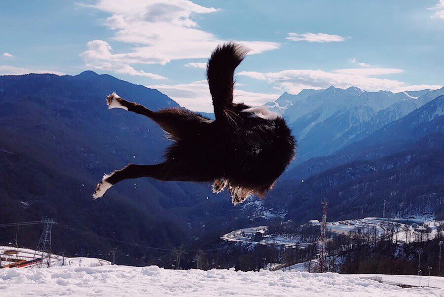 пес прыгает в горах