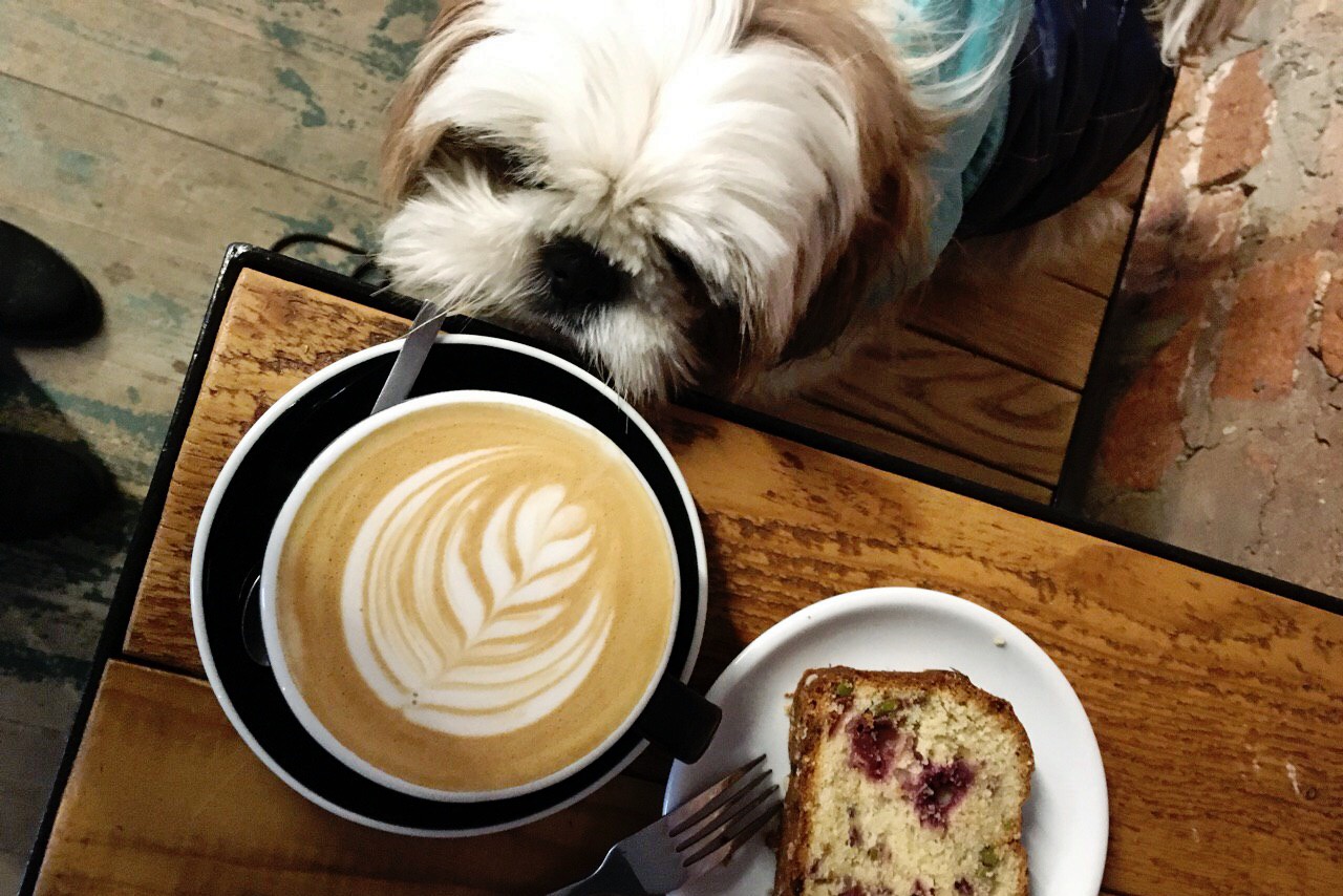 Кафе можно с собаками. Собака в кафе. Кофейня с собаками. Собака с кофе. Собачье кафе.