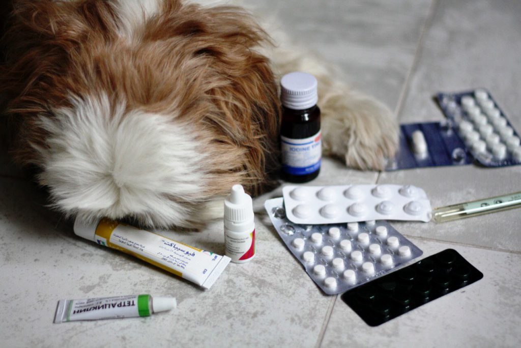 собака и лекарства