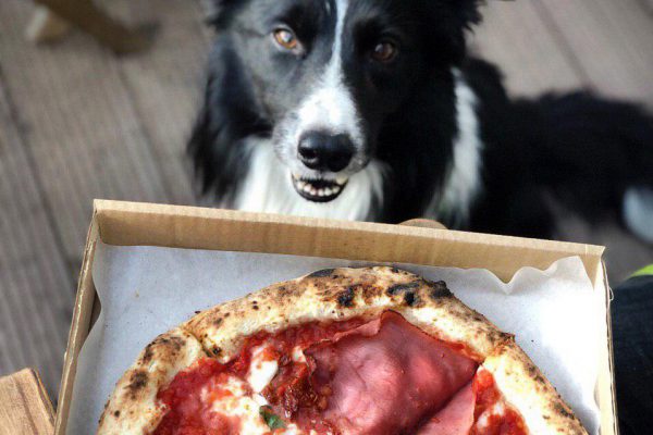 с собакой в pizzamento