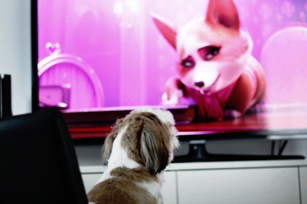 как собаки видят телевизор