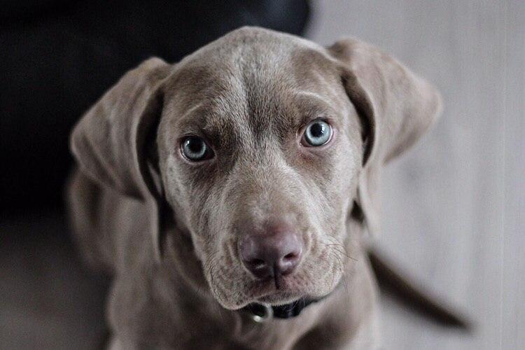 серая собака с голубыми глазами