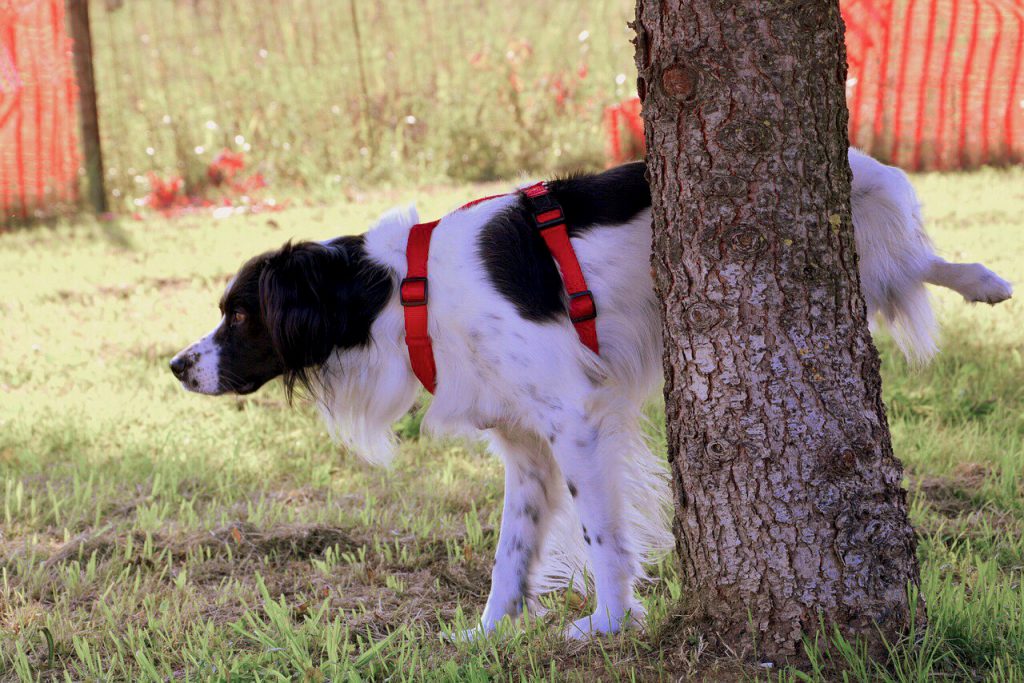 собака метит дерево