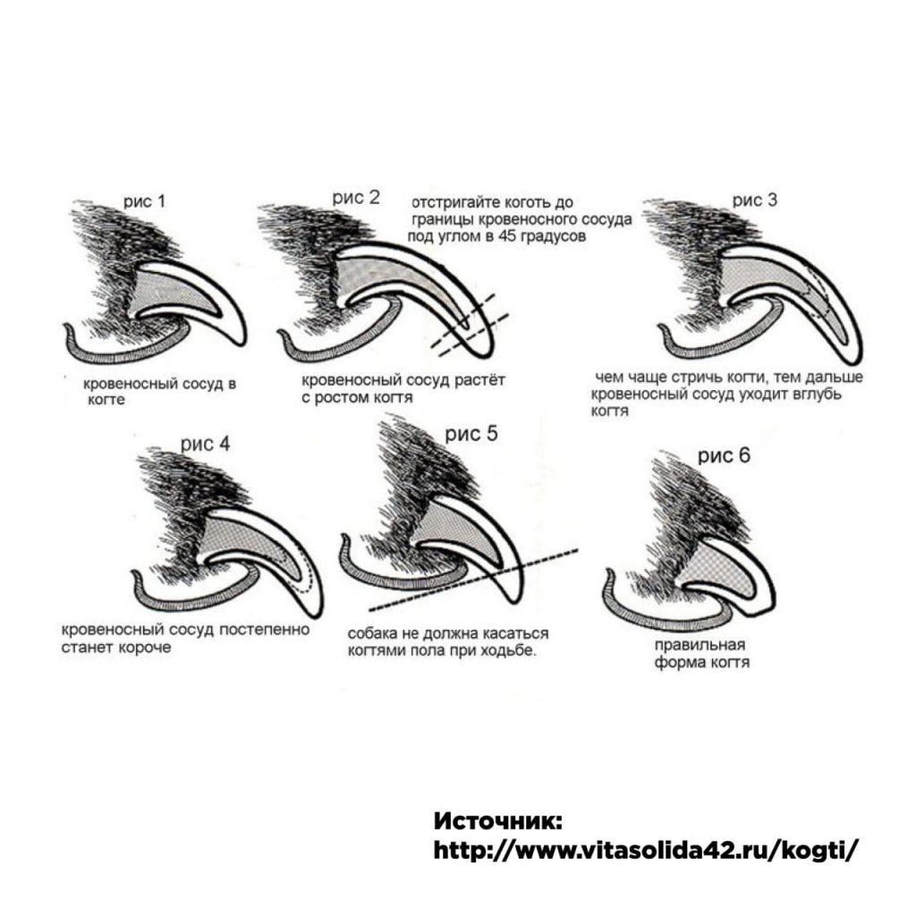Схема обрезки когтей у кошек